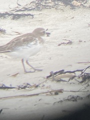 Charadrius obscurus aquilonius