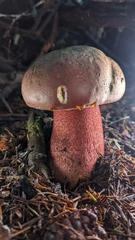 Rubroboletus pulcherrimus