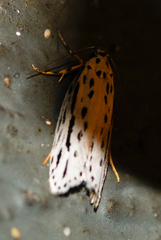 Ethmia