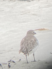 Charadrius obscurus aquilonius