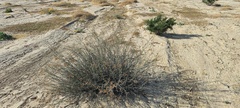 Hoffmannseggia microphylla
