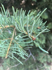 Abies magnifica