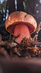 Rubroboletus pulcherrimus