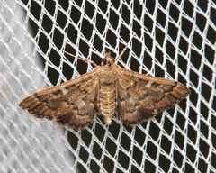 Nacoleia