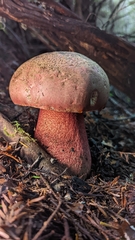 Rubroboletus pulcherrimus