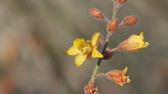 Hoffmannseggia microphylla