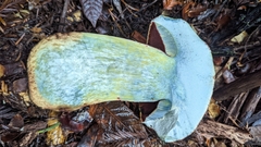 Rubroboletus pulcherrimus