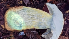 Rubroboletus pulcherrimus