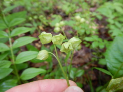 Polemonium reptans
