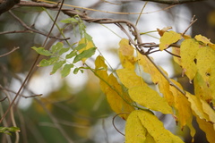 Wisteria floribunda