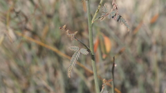 Hoffmannseggia microphylla