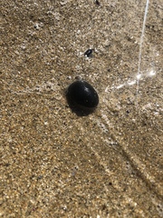 Nerita atramentosa