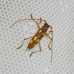 Eburodacrys sexmaculata