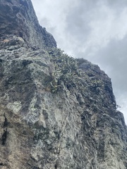 Pachystegia insignis