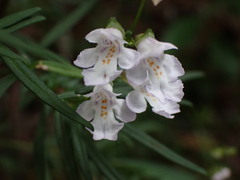 Prostanthera linearis