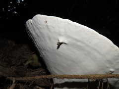 Rigidoporus