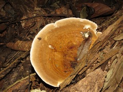 Rigidoporus