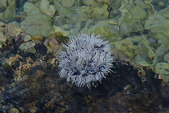 Tripneustes ventricosus