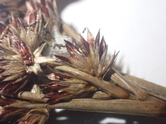 Juncus canadensis