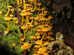 Tricholomopsis aurea