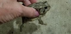 Anaxyrus fowleri