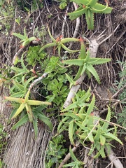 Aloe arborescens