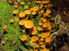 Tricholomopsis aurea