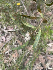 Hakea
