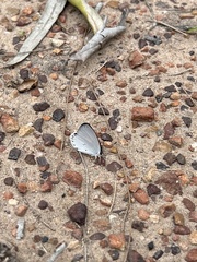 Candalides xanthospilos