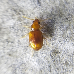 Caraboidea
