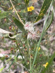 Hakea