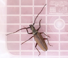 Aegosoma sinicum sinicum