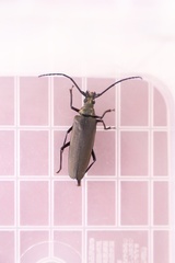 Aegosoma sinicum sinicum