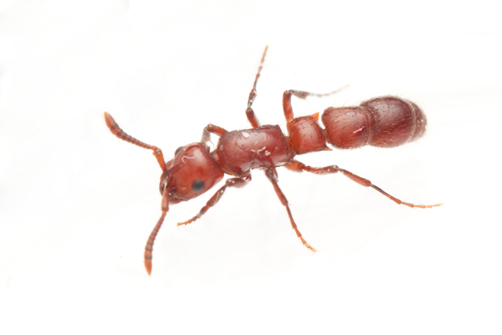 Lioponera clarki species group