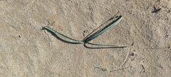 Hesperocallis undulata