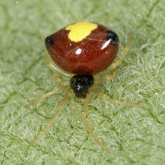 Emerton's Bitubercled Cobweaver from Cass Meadow Conservation Area ...