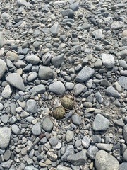 Charadrius bicinctus