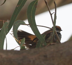 Rhipidura rufifrons