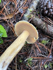 Suillus pseudobrevipes