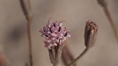 Palafoxia arida arida