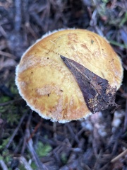 Suillus pseudobrevipes