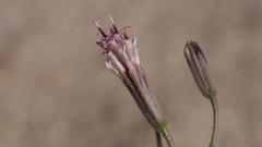 Palafoxia arida arida