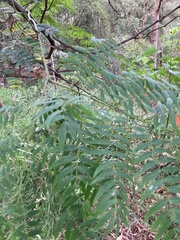 Acacia elata
