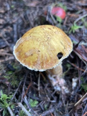 Suillus pseudobrevipes