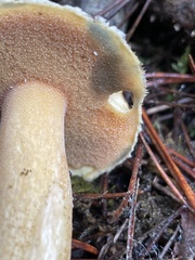 Suillus pseudobrevipes
