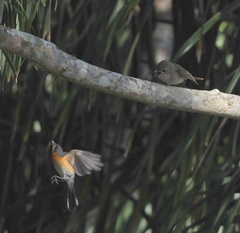 Symposiachrus trivirgatus