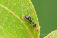 Tetramorium tsushimae