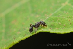 Tetramorium tsushimae