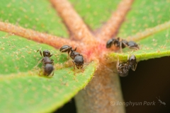 Tetramorium tsushimae