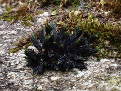 Orthotrichum anomalum